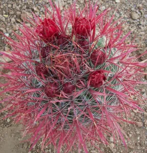 Fire Barrel Cactus - Ferocactus gracilis