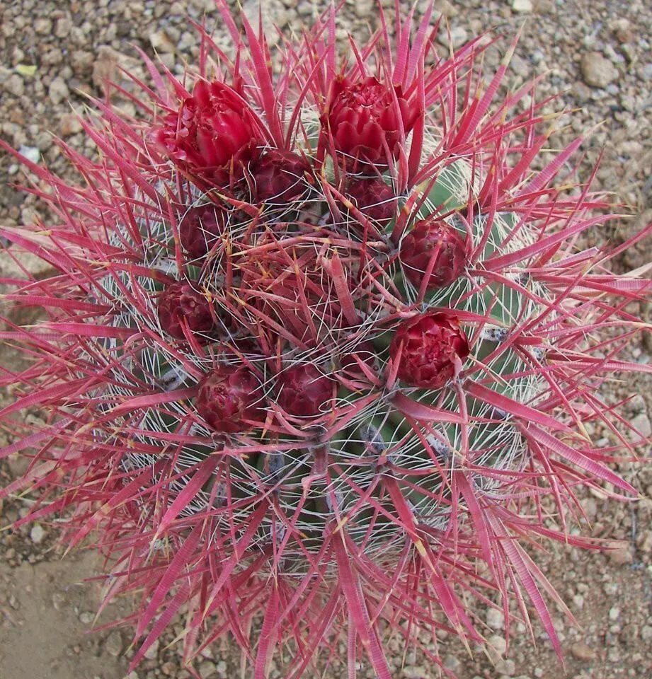 Fire Barrel Cactus - Ferocactus gracilis