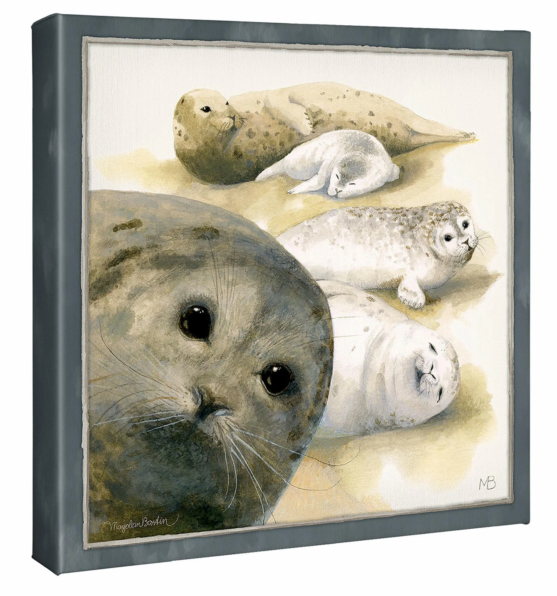 Harbor Seals at Sea Ranch